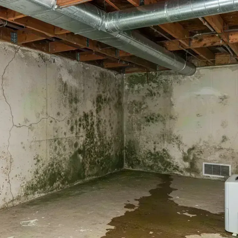 Professional Mold Removal in Norwalk, OH